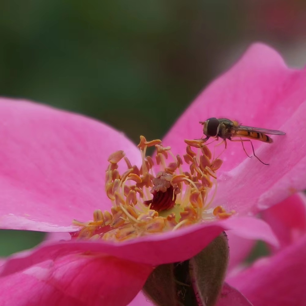 XGIMI RS 10 Ultra Master Collection Edition 4K UHD Resolution Projector Full Auto Focus Low Latency with WiFi Triple Laser